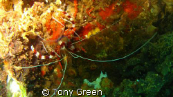 I was diving in the wreck and i spotted this Shrimp i thi... by Tony Green 